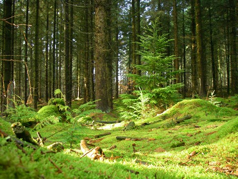 Activités pays de Quimperle : foret Clohars Carnoet