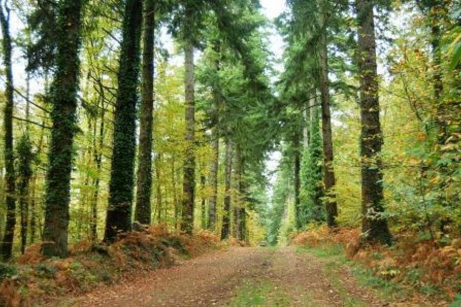 Activités pays de Quimperle : foret Clohars Carnoet